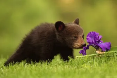 פאזל של Animais