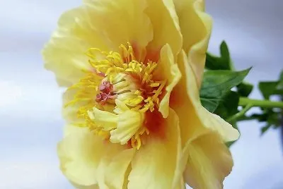 flores