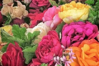 Flores