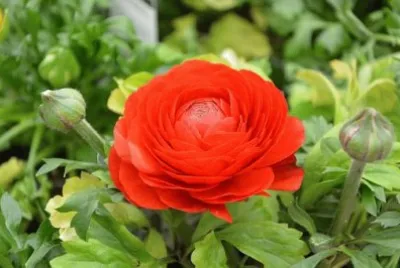 Flor