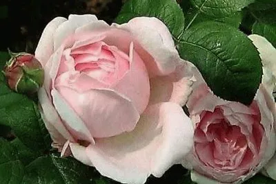 flores