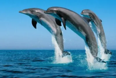 DELFINES EN EL MAR jigsaw puzzle