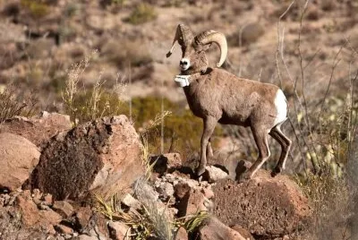 Aoudad are plentiful around Big Bend