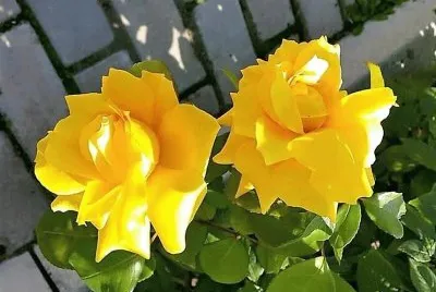 flores
