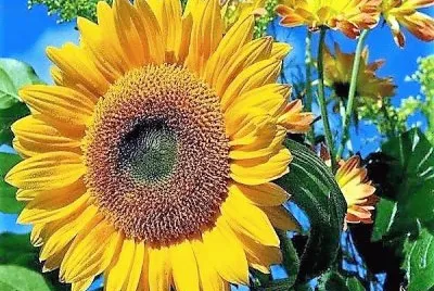 flores
