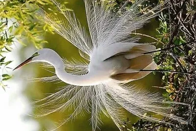 natural