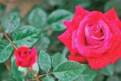 flores