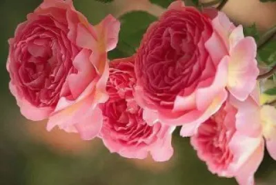 flores