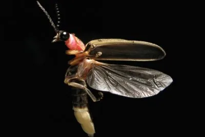 פאזל של Photinus pyralis