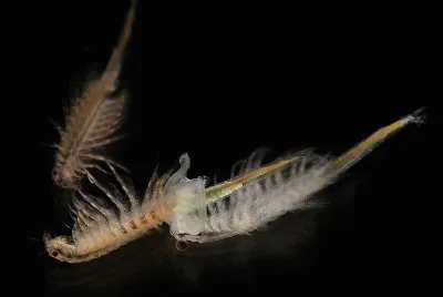 Anostraca