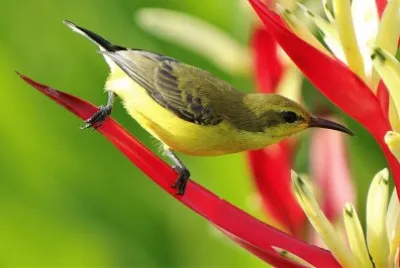 natural jigsaw puzzle