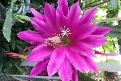 flores