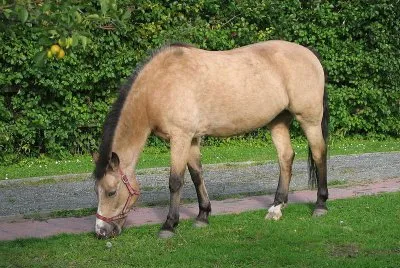 Buckskin new forest
