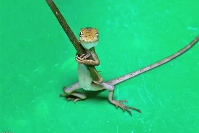 פאזל של natural