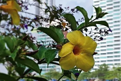 flores