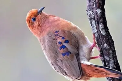 natural jigsaw puzzle