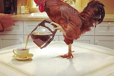 cafe