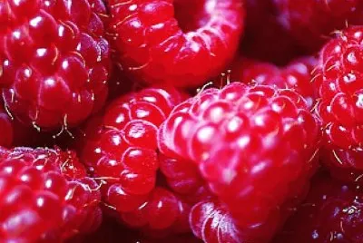 frutas