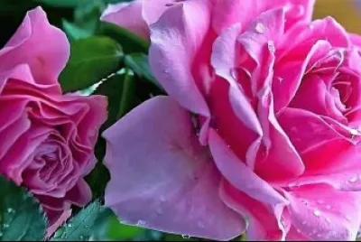 flores