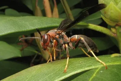 Polistes metricus