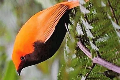 natural jigsaw puzzle