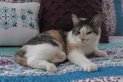 Miss Molly
