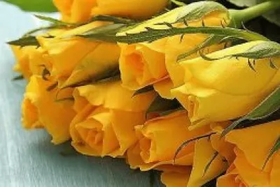 flores