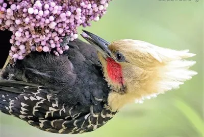 natural