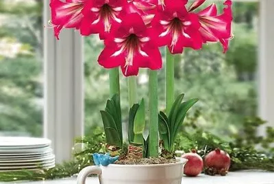 flores