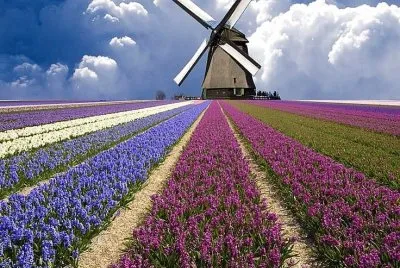 flores