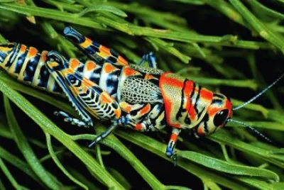 Grasshopper in full dress