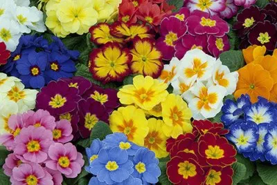Gorgeous Primrose Garden
