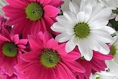 flores