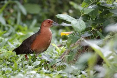 Schiribilla panciafasciata