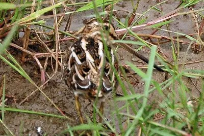 Beccaccino africano