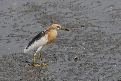 Sgarza di giava