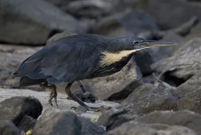 Tarabusino nero