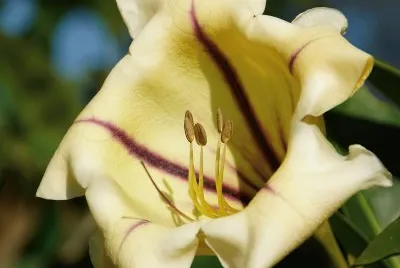 flor