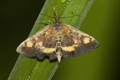 Pyrausta purpuralis