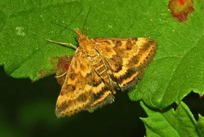 Pyrausta despicata