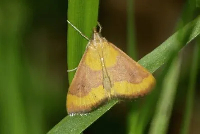 Pyrausta castalis