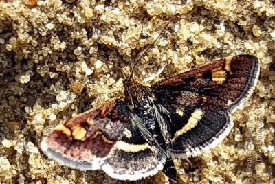 פאזל של Pyrausta porphoyraus