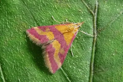 Pyrausta sanguinalis