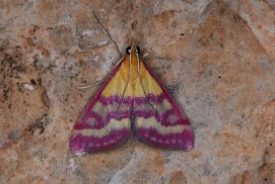 Pyrausta virginalis