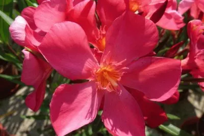 Laurier rose
