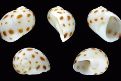 Naticarius onca
