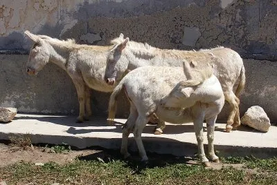 Dell 'asinara