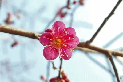 flores