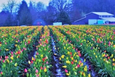flores