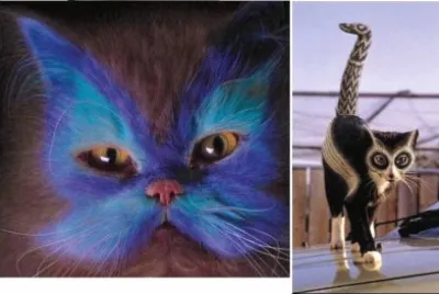 Painted Cats